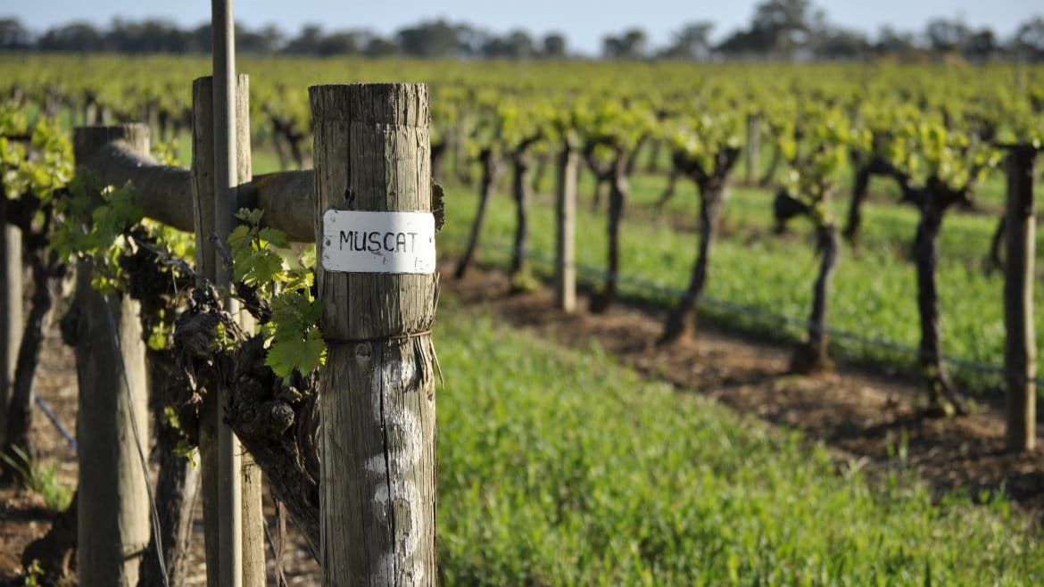 FWB-Wine(vineyard)-Muscat-Summer-Rutherglen-16x9 Rutherglen Muscat