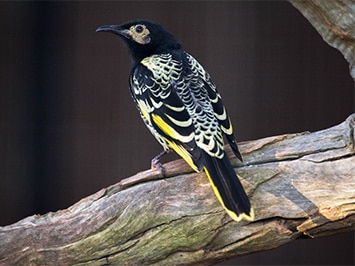 Rutherglen, Bird Watching