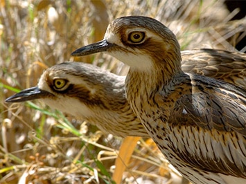 Rutherglen, Bird Watching