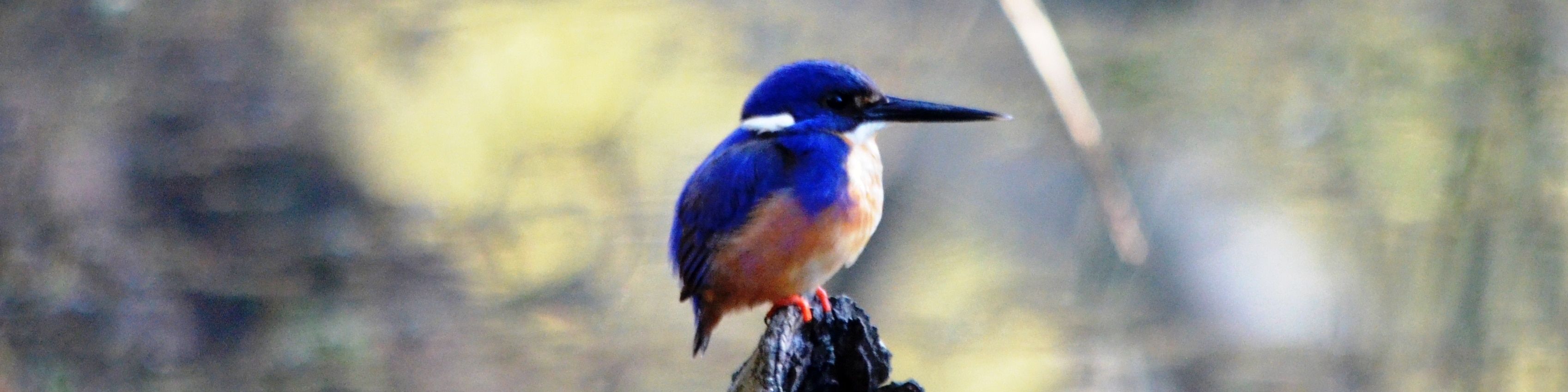 Rutherglen, Bird Watching