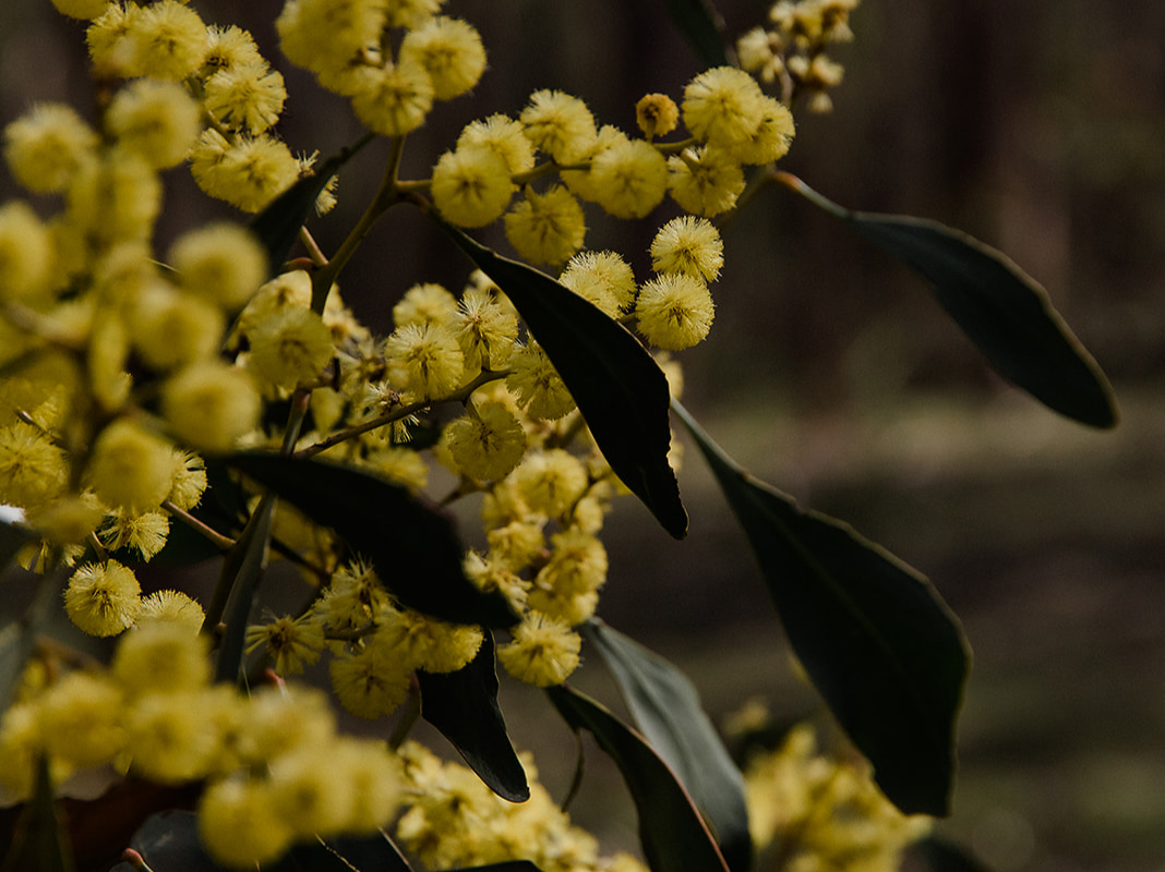 Georgie James - Chiltern Wattle