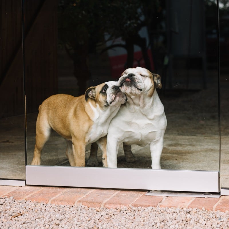 Two of Mandy Jones Dogs