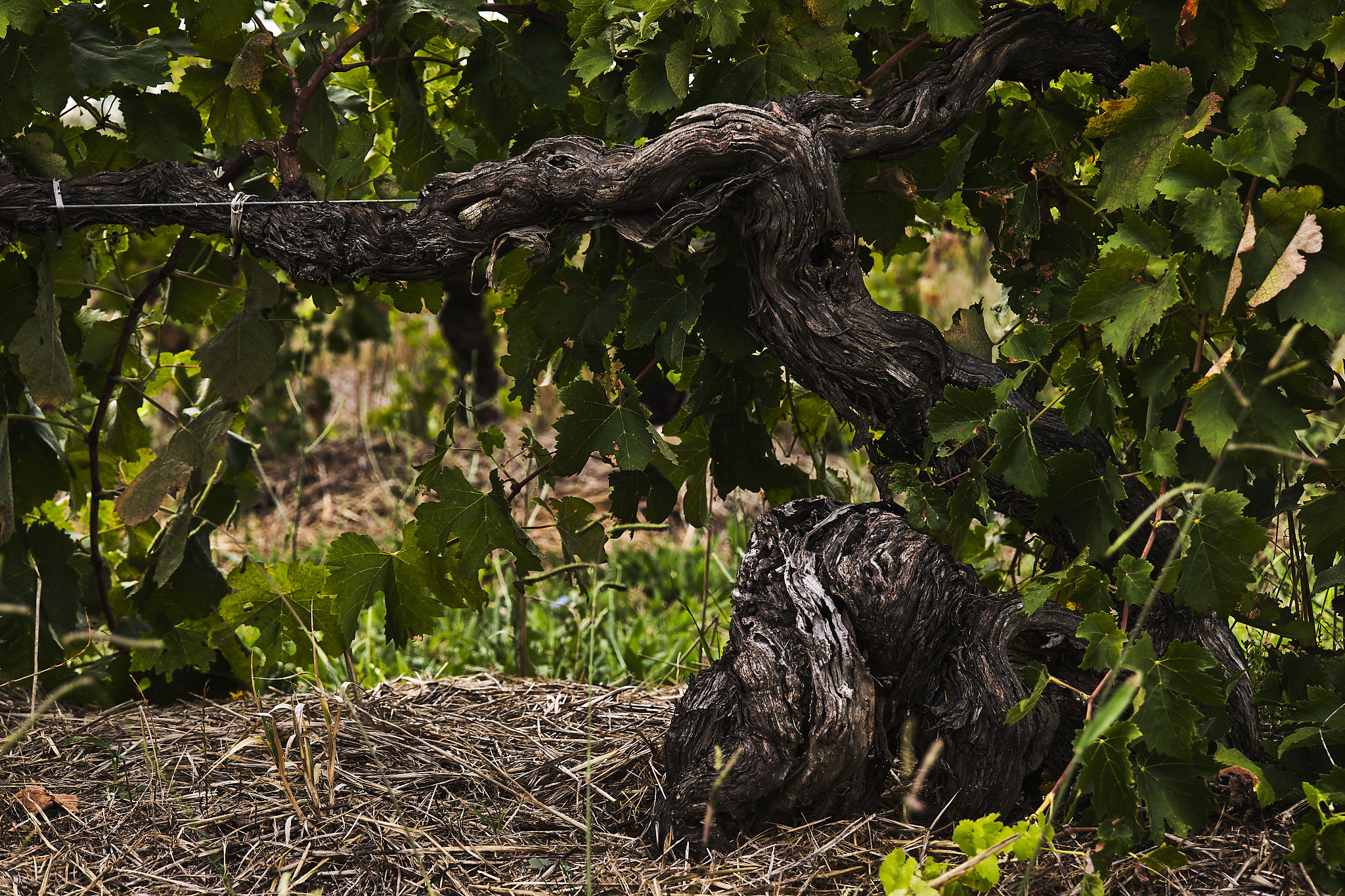 Rutherglen Vines Rutherglen Vines