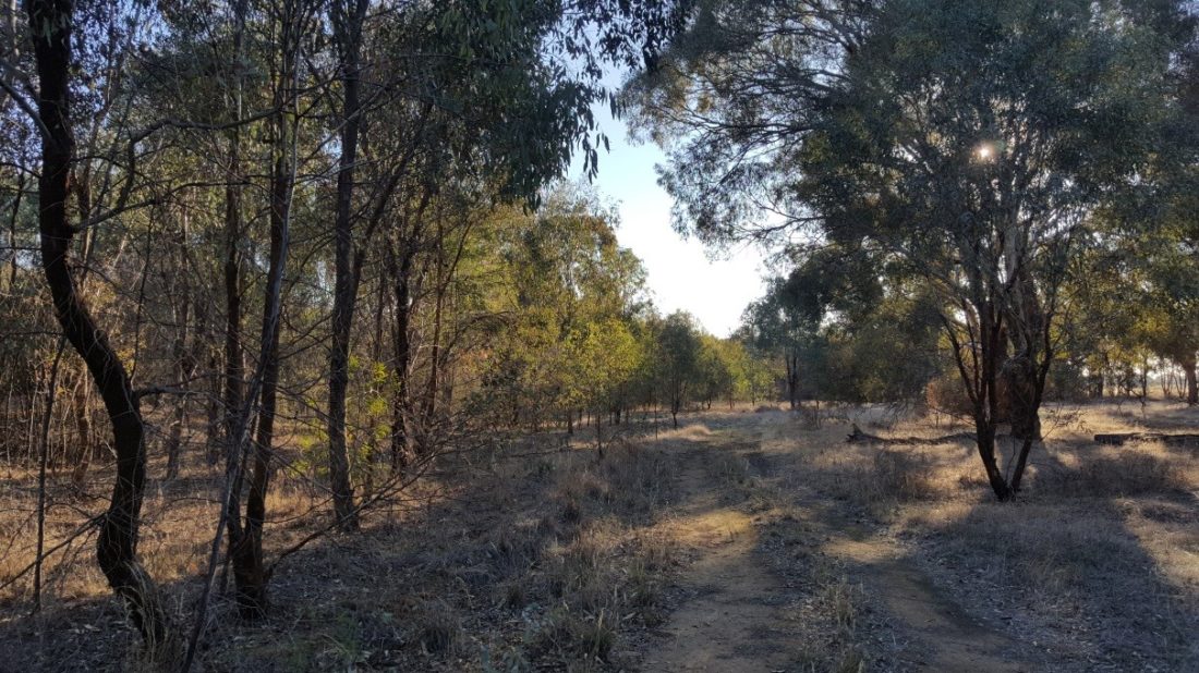 Rutherglen Carlyle Bushland Reserve Walking Tracks - 1