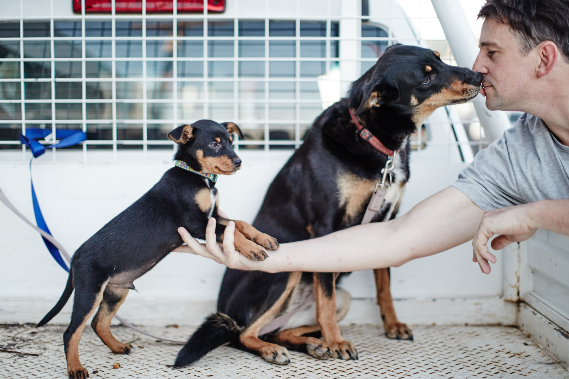 Dog Friendly Rutherglen