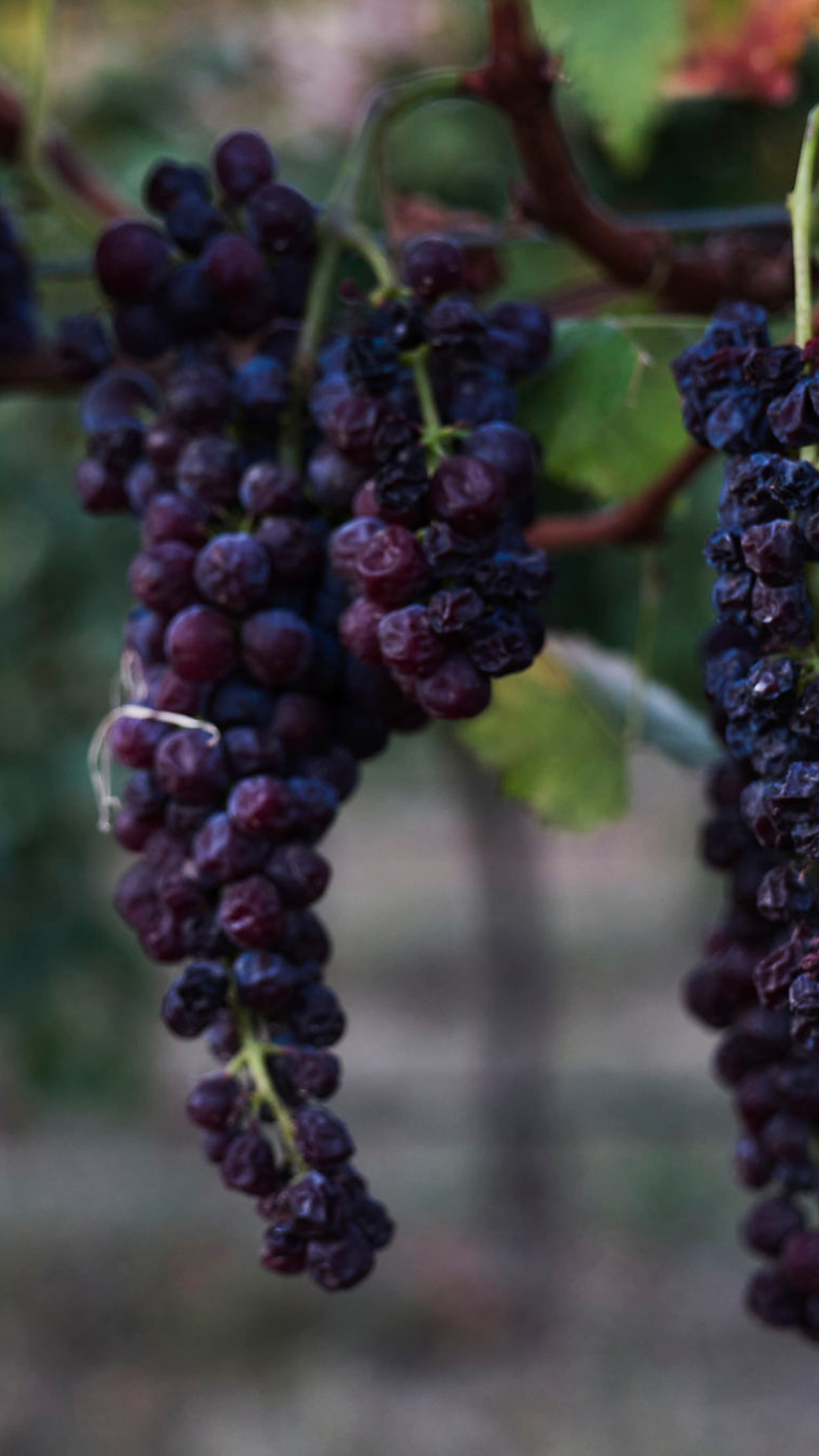 Scion muscat grape