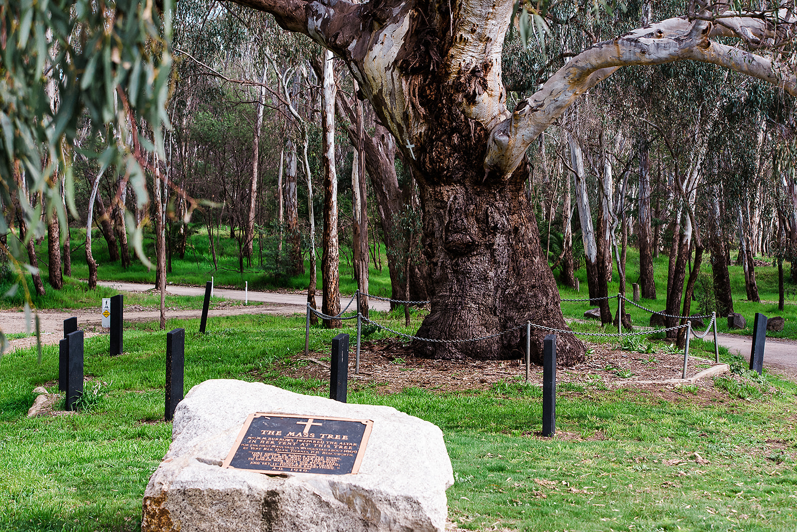 Mass Tree RIGHTS LICENSED Indigo Shire Council