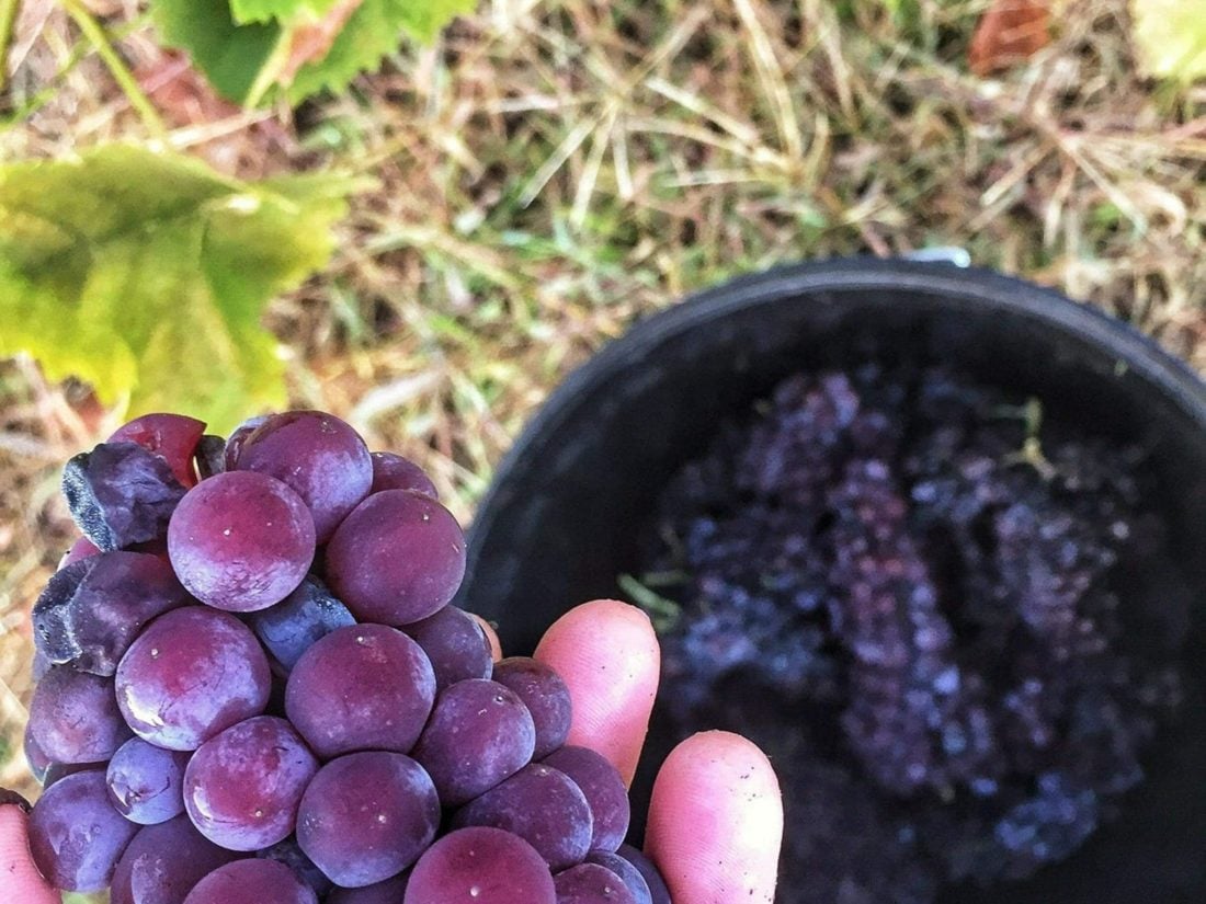 Brown Muscat Grapes which are used to make fortified muscat