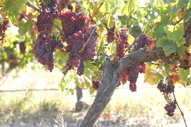grapevine grapevine