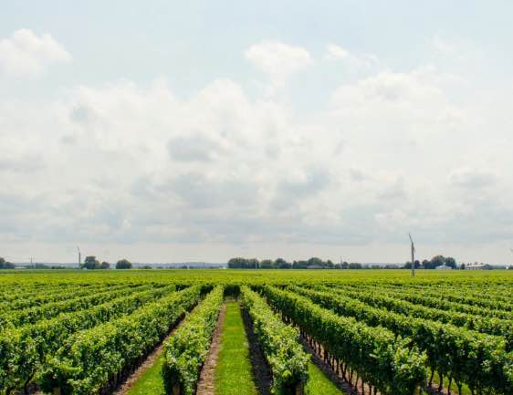 rg-wine-tours rg-wine-tours